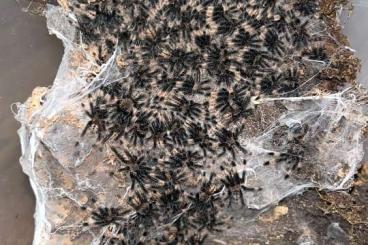 Spiders and Scorpions kaufen und verkaufen Photo: Vogelspinnen Nachzuchten für Börse Frankfurt und Wörth am Rhein Spiders and Scorpions kaufen und verkaufen Photo: Vogelspinnen Nachzuchten für Börse Frankfurt und Wörth am Rhein