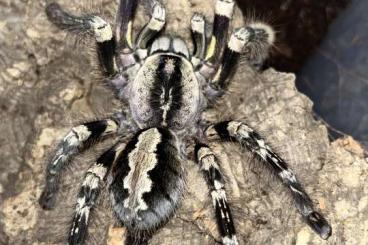 Spiders and Scorpions kaufen und verkaufen Photo: Poecilotheria striata ENZ Bulk Spiders and Scorpions kaufen und verkaufen Photo: Poecilotheria striata ENZ Bulk