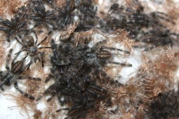 Spinnen und Skorpione kaufen und verkaufen Foto: Poecilotheria striata ENZ 06/25 Spinnen und Skorpione kaufen und verkaufen Foto: Poecilotheria striata ENZ 06/25