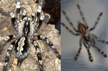Spinnen und Skorpione kaufen und verkaufen Foto: 0.0.30 Poecilotheria striata 1. FH Spinnen und Skorpione kaufen und verkaufen Foto: 0.0.30 Poecilotheria striata 1. FH