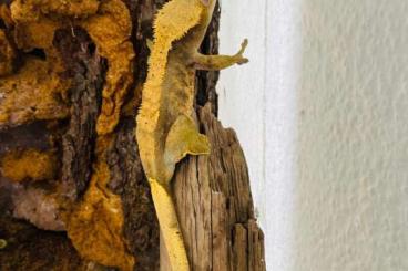 Geckos kaufen und verkaufen Photo: 2 Kronengeckos Weibchen Sand und Red