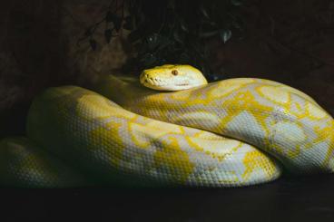 Pythons kaufen und verkaufen Foto: Malayopython reticulatus Netzpython Pythons kaufen und verkaufen Foto: Malayopython reticulatus Netzpython