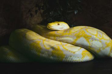 Snakes kaufen und verkaufen Photo: Netzpython Malayopython reticulatus Snakes kaufen und verkaufen Photo: Netzpython Malayopython reticulatus