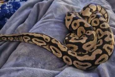 Schlangen kaufen und verkaufen Foto: Königspython Python regius Schlangen kaufen und verkaufen Foto: Königspython Python regius