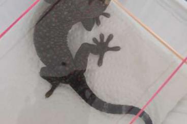 Geckos kaufen und verkaufen Photo: Gekko Gecko 1.0 Tokay Gecko Geckos kaufen und verkaufen Photo: Gekko Gecko 1.0 Tokay Gecko