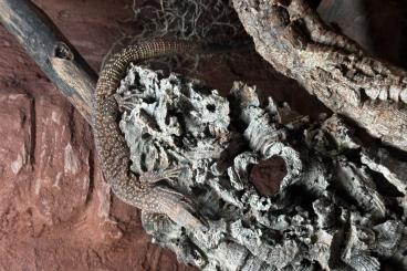 Warane kaufen und verkaufen Foto: 1.0 Varanus Acanthurus inkl. Terrarium Warane kaufen und verkaufen Foto: 1.0 Varanus Acanthurus inkl. Terrarium
