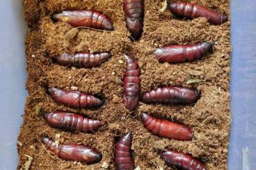 Insects kaufen und verkaufen Photo: Acherontia Atropos - Totenkopfschwärmer - Puppen Insects kaufen und verkaufen Photo: Acherontia Atropos - Totenkopfschwärmer - Puppen