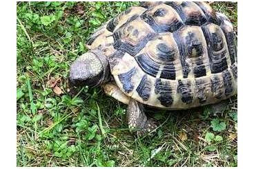 Tortoises kaufen und verkaufen Photo: Landschildkröten 2021/2019/2018 zu verkaufen