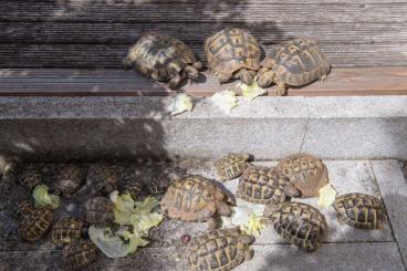Landschildkröten kaufen und verkaufen Foto: Landschildkröten (m/w/d) 2024/2021/2019/2018 zu verkaufen