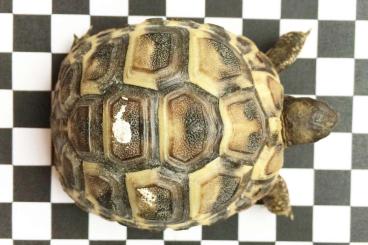 Landschildkröten kaufen und verkaufen Foto: Landschildkröten (m/w/d) 2024/2021/2019/2018 zu verkaufen Landschildkröten kaufen und verkaufen Foto: Landschildkröten (m/w/d) 2024/2021/2019/2018 zu verkaufen