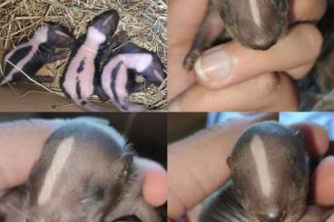 Exotische Säuger kaufen und verkaufen Foto: Bébé moufette disponible ( Stinktier verfügbar) Exotische Säuger kaufen und verkaufen Foto: Bébé moufette disponible ( Stinktier verfügbar)