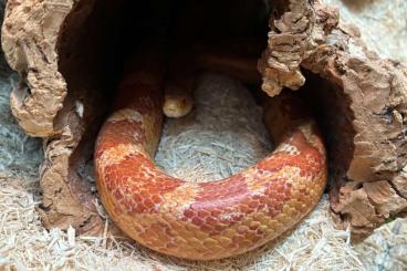 Schlangen kaufen und verkaufen Foto: Kornnattern 2.0 in gute Hände abzugeben