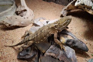 Bearded dragons kaufen und verkaufen Photo: Zwergbartagame 1.0 abzugeben