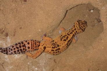 Geckos kaufen und verkaufen Foto: Leopardgecko 1.0 abzugeben Geckos kaufen und verkaufen Foto: Leopardgecko 1.0 abzugeben