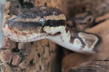 Königspythons kaufen und verkaufen Foto: Königspython mit Terrarium
