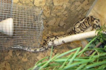 Ball Pythons kaufen und verkaufen Photo: Biete Königspython Pastel 100% het Clown