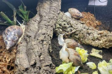 Mollusca kaufen und verkaufen Photo: Lisachatina fulica Jungtiere abzugeben 