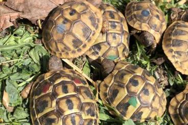 Tortoises kaufen und verkaufen Photo: Griechische Landschildkröten Nachzuchten 2023
