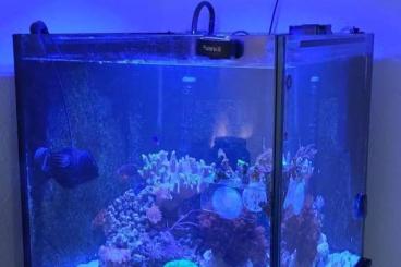 Aquarien kaufen und verkaufen Foto: Ausbaufähiges Meerwasseraquarium 