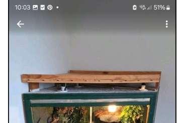 Terrarien kaufen und verkaufen Foto: Eckterrarium Eigenbau aus Holz 