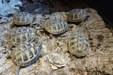 Tortoises kaufen und verkaufen Photo: Testudo h. hercegovinensis NZ. 2022 Tortoises kaufen und verkaufen Photo: Testudo h. hercegovinensis NZ. 2022