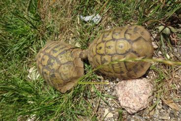 Tortoises kaufen und verkaufen Photo: Zuchtgruppe, T.h. herzegovinensis insgesamt 5 Tiere abzugeben. Tortoises kaufen und verkaufen Photo: Zuchtgruppe, T.h. herzegovinensis insgesamt 5 Tiere abzugeben.