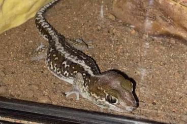 Geckos kaufen und verkaufen Photo: Madagaskar Großkopfgeckos 