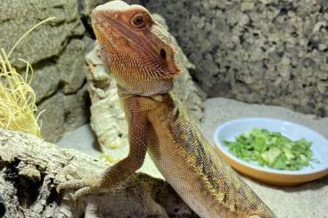 Bearded dragons kaufen und verkaufen Photo: Bartagame sucht neues Zuhause 