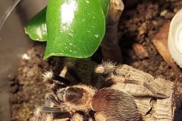 - bird spiders kaufen und verkaufen Photo: Brachypelma hamorii 0.0.1  4-5FH