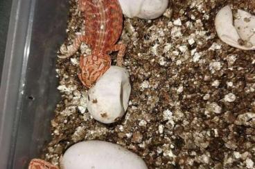 Bearded dragons kaufen und verkaufen Photo: Bartagamen Babys abzugeben