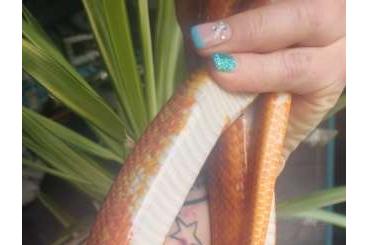 Snakes kaufen und verkaufen Photo: Kornnatter Bloodred Pide sided 