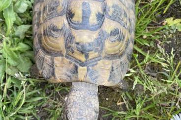 Landschildkröten kaufen und verkaufen Foto: Verkaufe Griechische Landschildkröten