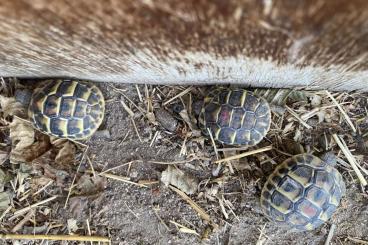 Landschildkröten kaufen und verkaufen Foto: Verkaufe Griechische Landschildkröten Landschildkröten kaufen und verkaufen Foto: Verkaufe Griechische Landschildkröten