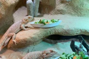 Agama kaufen und verkaufen Photo: 2 Bartagamen mit vollausgestattetem Terrarium