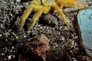 - bird spiders kaufen und verkaufen Photo: Verschiedene Vogelspinnen mit Terrarium - bird spiders kaufen und verkaufen Photo: Verschiedene Vogelspinnen mit Terrarium