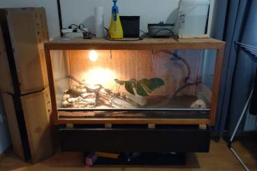 Boas kaufen und verkaufen Foto: 2 Boas inklusive Terrarium abzugeben 
