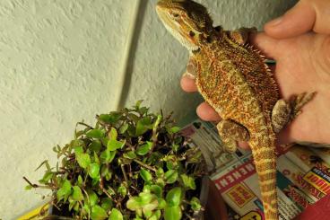 Bearded dragons kaufen und verkaufen Photo: Verkaufe Farbbartagamen Nachzucht Bearded dragons kaufen und verkaufen Photo: Verkaufe Farbbartagamen Nachzucht