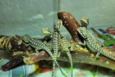 Bartagamen kaufen und verkaufen Foto: Verkaufe Farbbartagamen Nachzucht Bartagamen kaufen und verkaufen Foto: Verkaufe Farbbartagamen Nachzucht