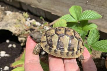 Landschildkröten kaufen und verkaufen Foto: Landschildkröten, NZ 2022/23, THB