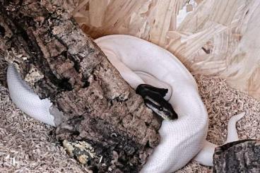 Ball Pythons kaufen und verkaufen Photo: 1.0 Black pastel piebald 2021 Ball Pythons kaufen und verkaufen Photo: 1.0 Black pastel piebald 2021