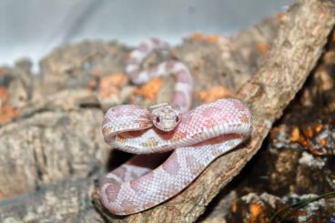 Colubrids kaufen und verkaufen Photo: 1.0 kornnatter silverqueen bloodred greyhead Nz 2024 Colubrids kaufen und verkaufen Photo: 1.0 kornnatter silverqueen bloodred greyhead Nz 2024