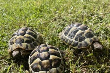 Tortoises kaufen und verkaufen Photo: Drei 2,5 Jahre alte griechische Landschildkröten