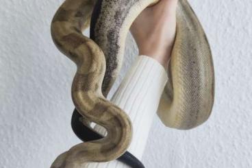 Boas kaufen und verkaufen Photo: Wunderschönes Boa Pärchen abzugeben