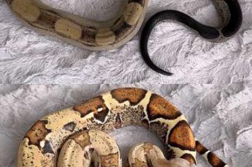 Boas kaufen und verkaufen Foto: 1.0 Anery Motley 66% het VPI T+ & 0.1 VPI T+ Pink Panther