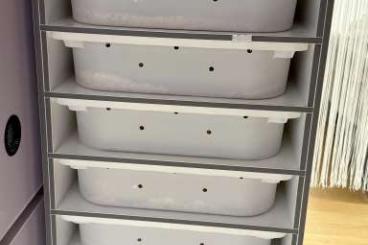 Terrarien kaufen und verkaufen Photo: - Komplettset Aufzuchtrack - Terrarien kaufen und verkaufen Photo: - Komplettset Aufzuchtrack -
