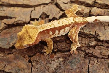 Geckos kaufen und verkaufen Foto: 14.28.6 Correlophus ciliatus Houten