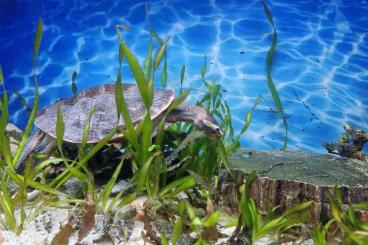 Turtles kaufen und verkaufen Photo: Rotbauch-spitzkopfschildkröte 