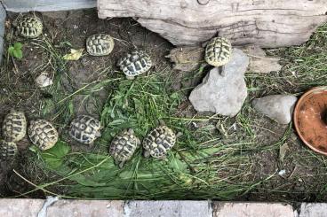 Tortoises kaufen und verkaufen Photo: Griechische Landschilldkröten