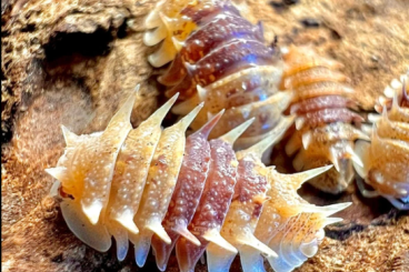 Insekten kaufen und verkaufen Foto: Suche Pseudarmadillo Spinosus (Cuban Spiky Isopod) Insekten kaufen und verkaufen Foto: Suche Pseudarmadillo Spinosus (Cuban Spiky Isopod)