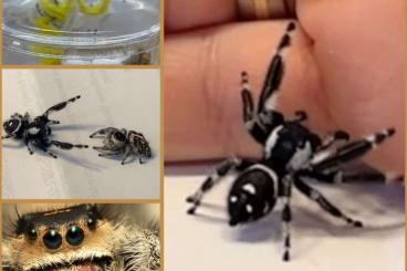 other spiders kaufen und verkaufen Photo: Phidippus regius Nord Florida ENZ abzugeben 